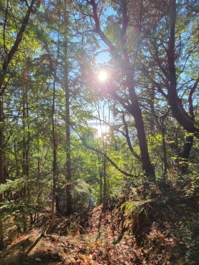 Salmon creek ravine - Burien, WA