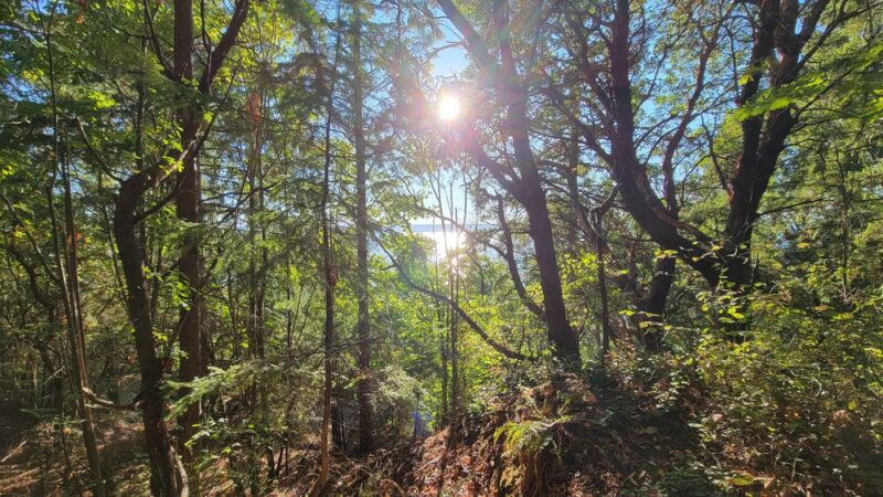 Salmon creek ravine - Burien, WA