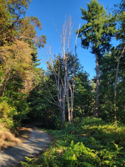 Salmon creek ravine - Burien, WA