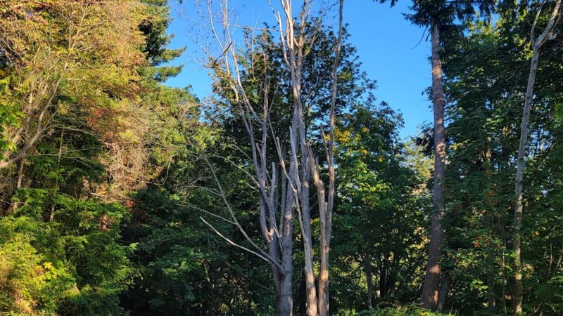 Salmon creek ravine - Burien, WA