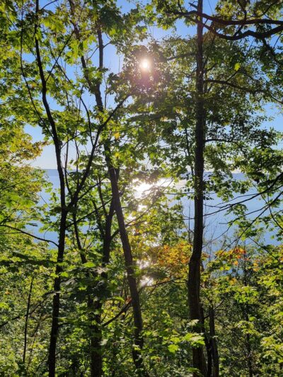 Salmon creek ravine - Burien, WA