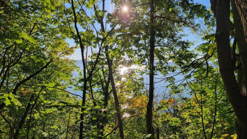 Salmon creek ravine - Burien, WA