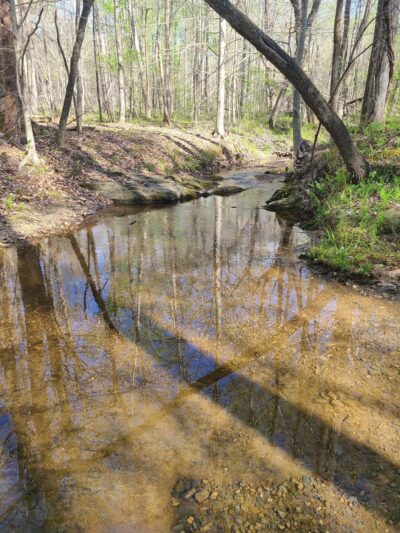 Prince Edward-Gallion State Forest - Burkeville, VA
