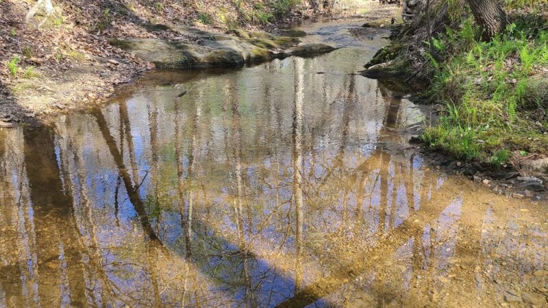 Prince Edward-Gallion State Forest - Burkeville, VA
