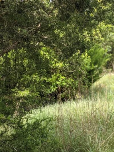 Chisenhall Mtb Trailhead - Burleson, TX