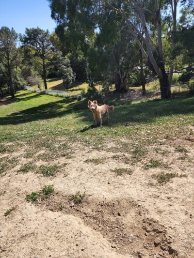 Skyline Park - Burlingame, CA