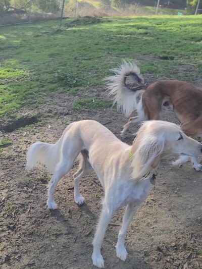 Skyline Park - Burlingame, CA