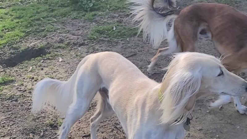 Skyline Park - Burlingame, CA