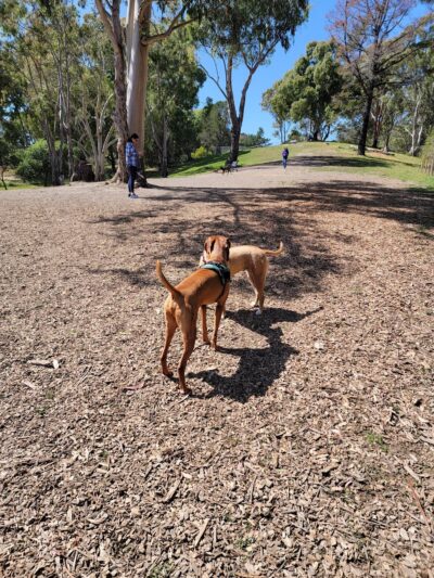Skyline Park - Burlingame, CA