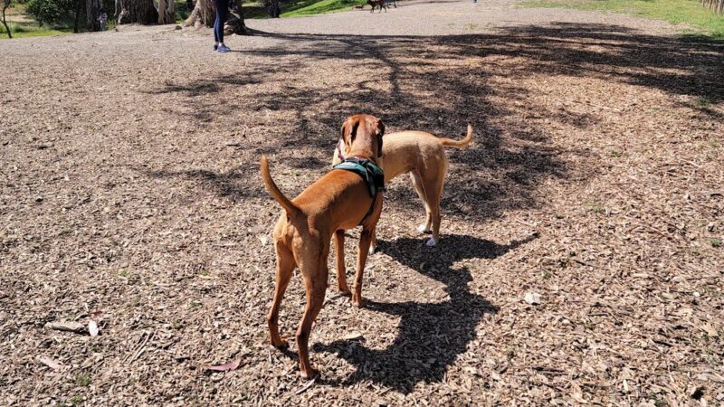 Skyline Park - Burlingame, CA