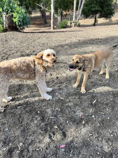 Skyline Park - Burlingame, CA