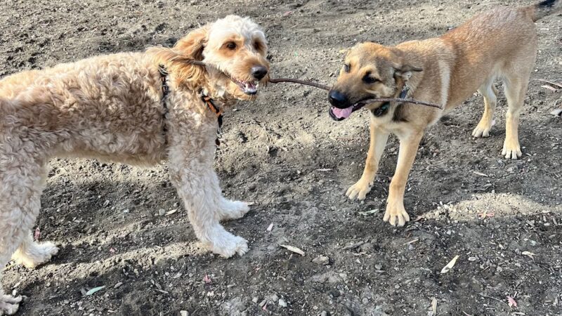 Skyline Park - Burlingame, CA