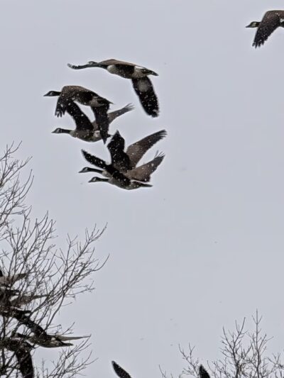 Malerbo Athletic Field - Burlington, CT