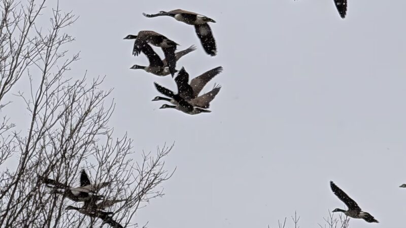 Malerbo Athletic Field - Burlington, CT