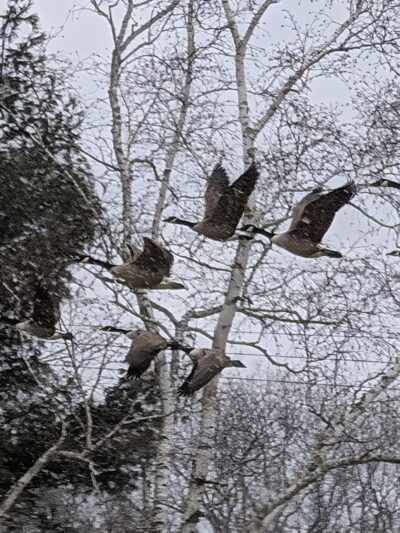 Malerbo Athletic Field - Burlington, CT
