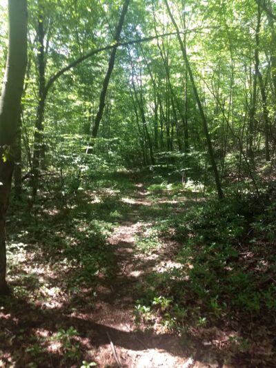 Nassahegon State Forest - Burlington, CT