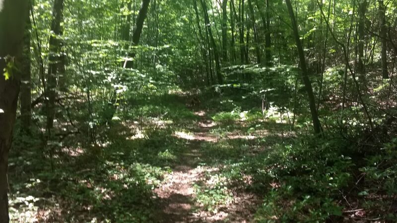 Nassahegon State Forest - Burlington, CT