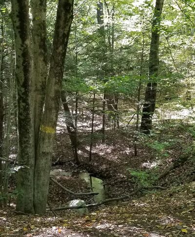 Nassahegon State Forest - Burlington, CT