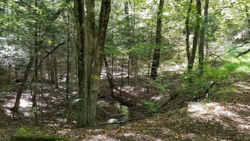 Nassahegon State Forest - Burlington, CT