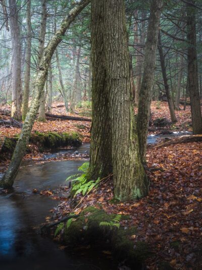 Nassahegon State Forest - Burlington, CT