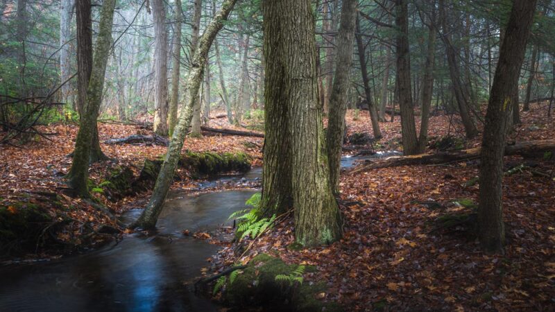 Nassahegon State Forest - Burlington, CT