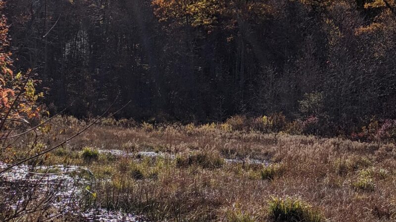 Sessions Woods Wildlife Management - Burlington, CT