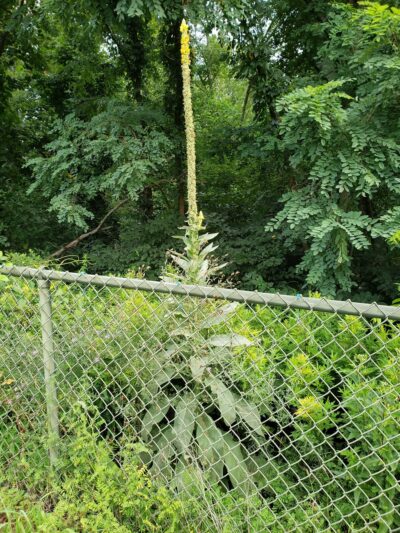 Assiscunk Creek Park - Burlington, NJ