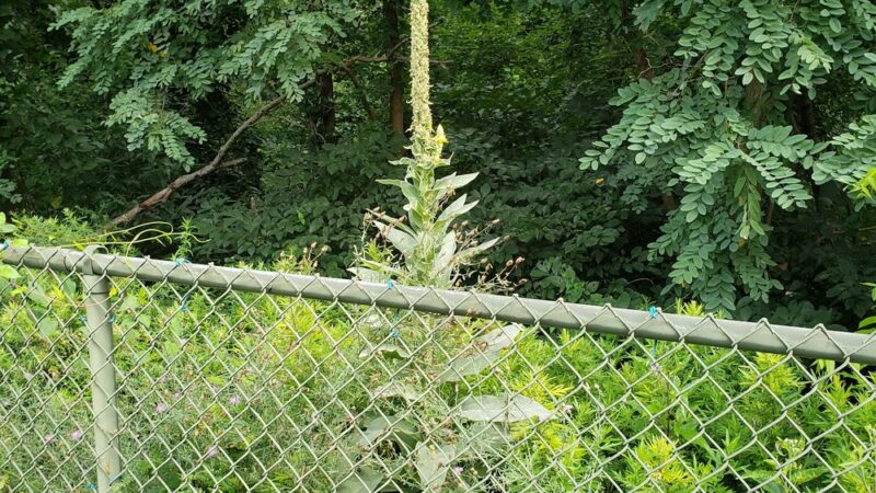 Assiscunk Creek Park - Burlington, NJ
