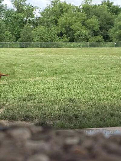 Jean Jacobson Dog Park - Burlington, WI