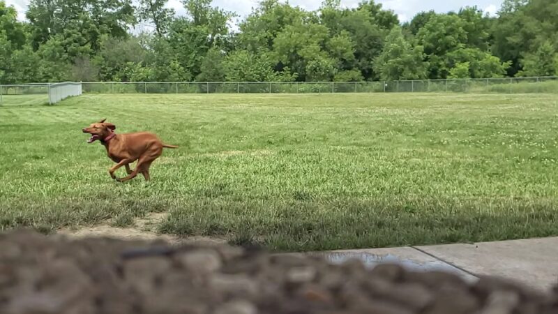 Jean Jacobson Dog Park - Burlington, WI