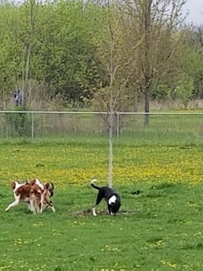 Jean Jacobson Dog Park - Burlington, WI