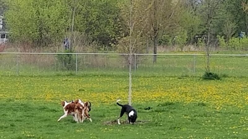 Jean Jacobson Dog Park - Burlington, WI