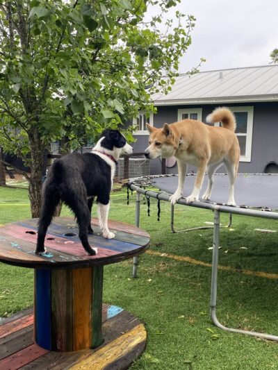 Sonya's Doggy Daycare & Boarding SDD&B - Burnet, TX