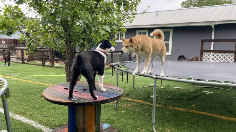 Sonya's Doggy Daycare & Boarding SDD&B - Burnet, TX