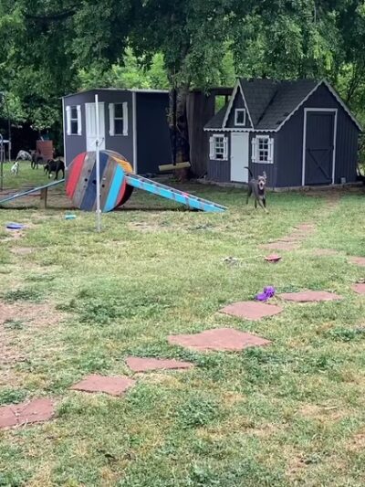 Sonya's Doggy Daycare & Boarding SDD&B - Burnet, TX