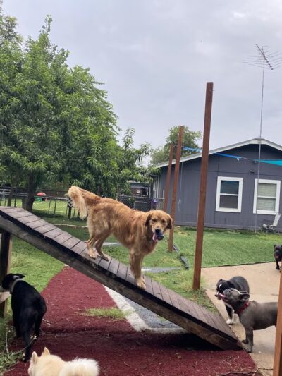 Sonya's Doggy Daycare & Boarding SDD&B - Burnet, TX