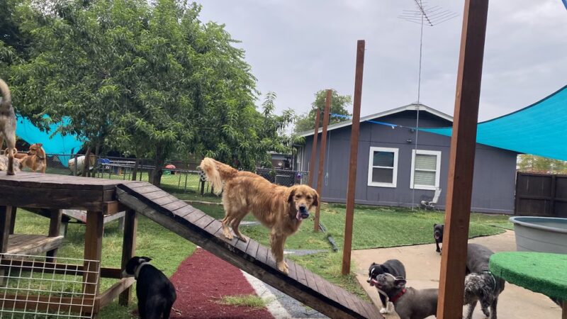 Sonya's Doggy Daycare & Boarding SDD&B - Burnet, TX