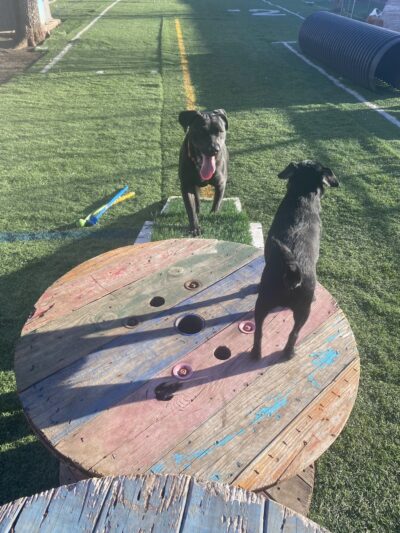 Sonya's Doggy Daycare & Boarding SDD&B - Burnet, TX