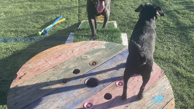 Sonya's Doggy Daycare & Boarding SDD&B - Burnet, TX
