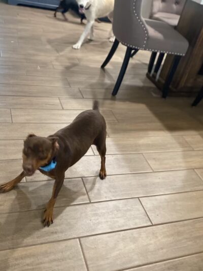 Sonya's Doggy Daycare & Boarding SDD&B - Burnet, TX