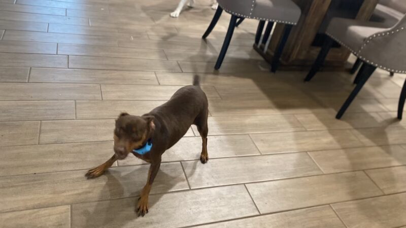 Sonya's Doggy Daycare & Boarding SDD&B - Burnet, TX