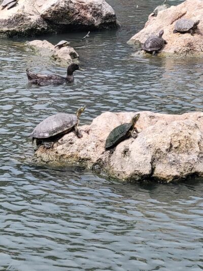 Wallace Riddell Park - Burnet, TX