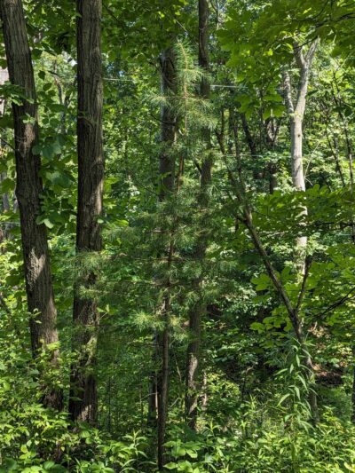 Butler-Freeport Community Trail Bonniebrook Road Trailhead - Butler, PA