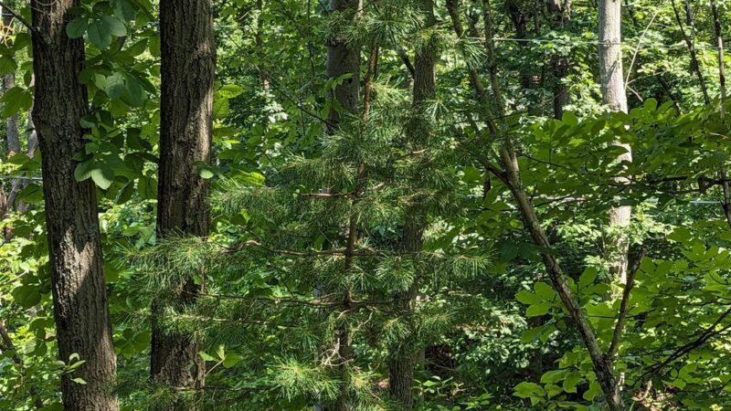 Butler-Freeport Community Trail Bonniebrook Road Trailhead - Butler, PA