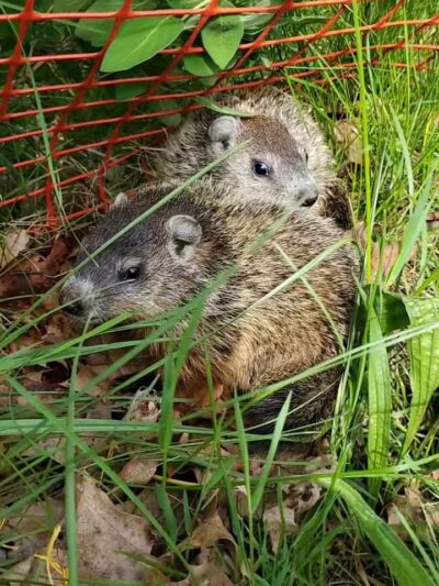 Butler Township Park - Butler, PA