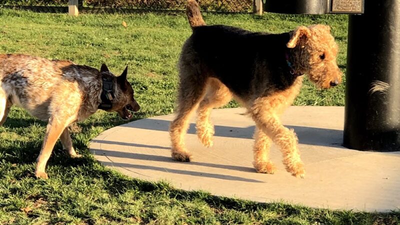 Jade's Dog Park - Butler, PA