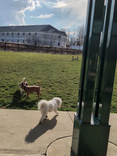 Jade's Dog Park - Butler, PA