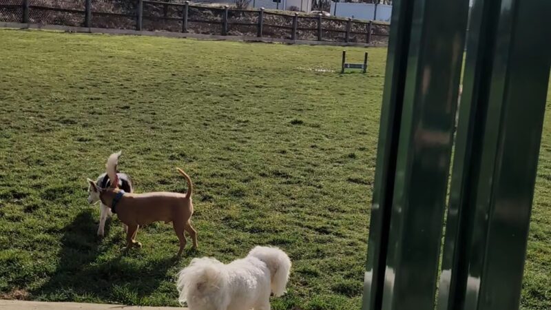 Jade's Dog Park - Butler, PA