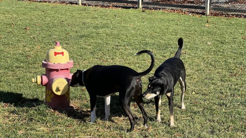 Jade's Dog Park - Butler, PA