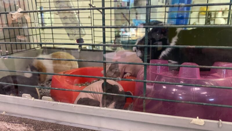 Pets In the Park - Butler, PA